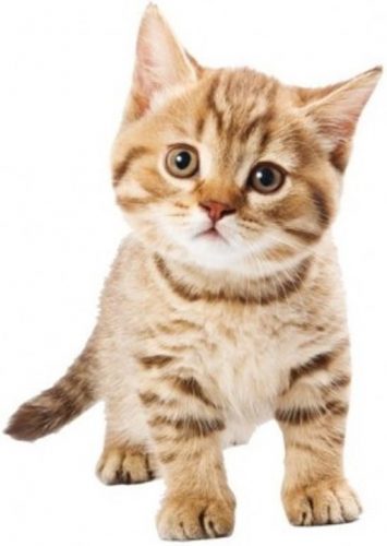 lieve kitten gezocht