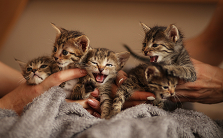 veterinary-kittens-shelter-medicine-1of3-AdobeStock_276905537-450