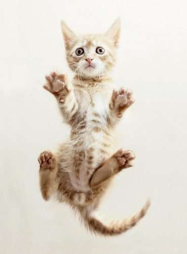 GEZOCHT-> 2 KATERTJES VOOR een zeer warm nestje te bieden