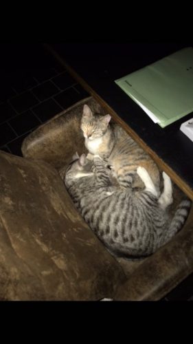 2 Katjes te geef (broer en zus)