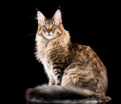 Mainecoon poes