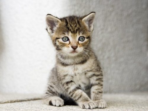 Kitten