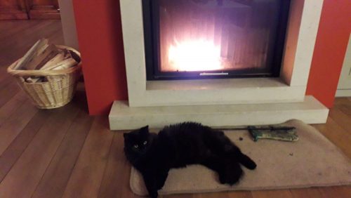 1 of 2 jonge kittens gezocht