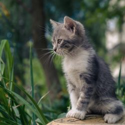 CAT_header-1-800x600