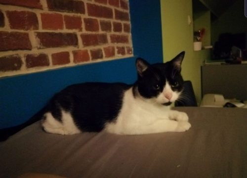 Katje zoekt een warm huisje