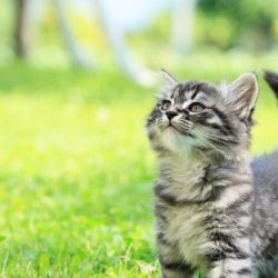 grey-striped-kitten-grass