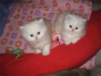 wij zoeken 2 kittens wit en/of grijs