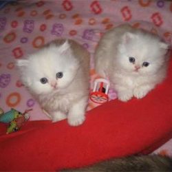 perzische-kittens-nu-beschikbaar-voor-verkoop