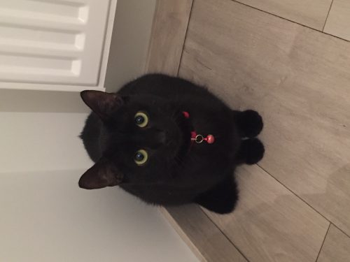 zwarte kattin 1,5 jaar