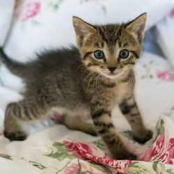 animalstoday-kitten-cypers