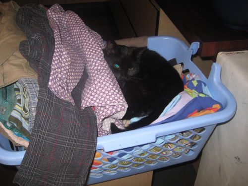 katje gezocht, liefst zwart, regio Gent