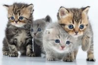 Kitten