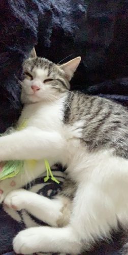 Tijger of rosse kitten