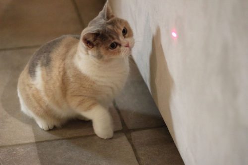 Gouden mandje beschikbaar.