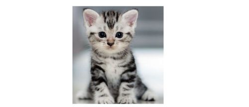 Gezocht kitten, maximum 4 maanden oud