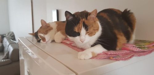 Op zoek naar gezelschap