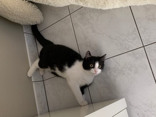 Kitten(kater) mag onmiddelijk opgehaald worden