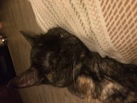 Kitten liefst en vrouwke