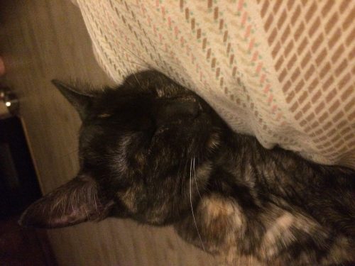 Kitten liefst en vrouwke