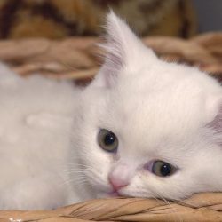 kittenchecklist740x433