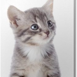 canvas-portret-van-een-grijs-gestreepte-kitten-met-blauwe-ogen