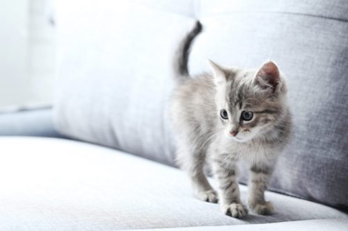 Kitten / oudere poes ter adoptie gezocht