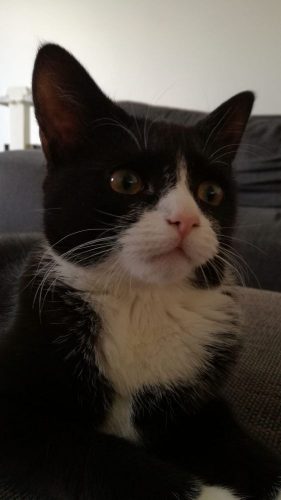 Gesteriliseerd kitten