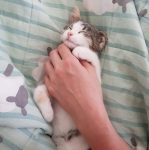 Lieve poes musti zoekt een nieuwe thuis