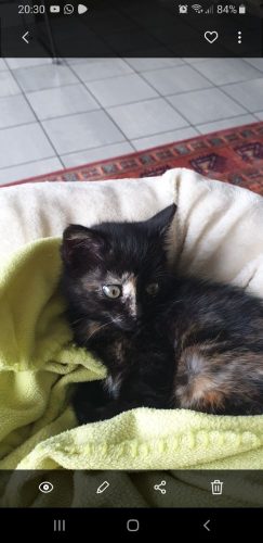 Lapjeskitten zoekt thuis