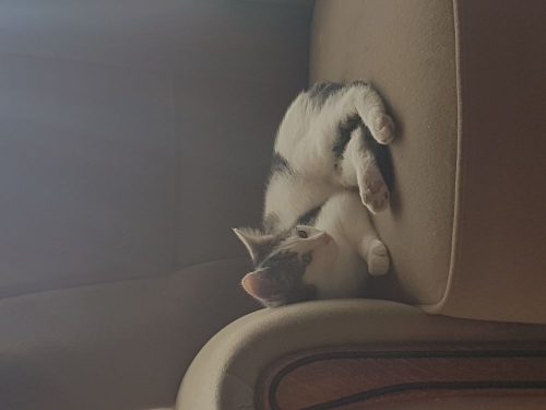 Kitten gezocht