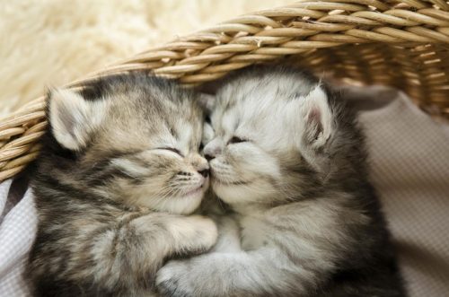 Ons gezinnetje is op zoek naar een kitten of een jong katje