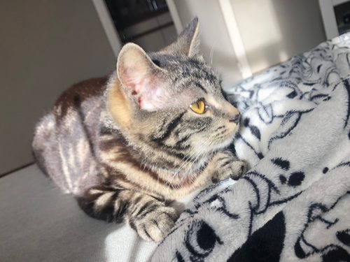 Ik zoek een speelmaatje voor mijn kat