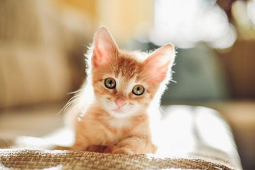 Ik zoek 1 à 2 kittens.