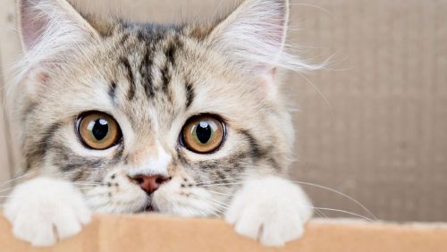 Opzoek naar een kitten