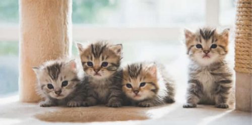 ons huis staat open voor een nieuw familielid