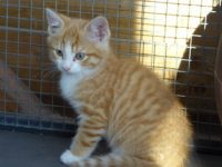 Rosse kitten gezocht!