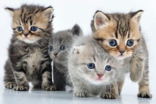kitten