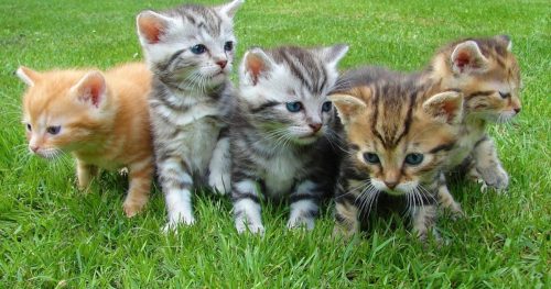 GEZOCHT kitten!