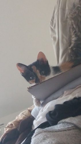 Ben op zoek naar kitten