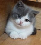 Ik zoek een speelmaatje voor mijn kitten
