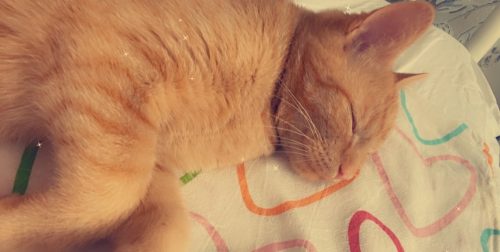 Lieve kitten zoekt lief baasje