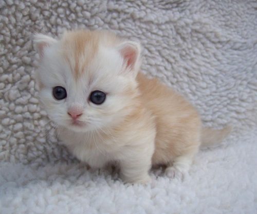Zoek een kat in eeklo