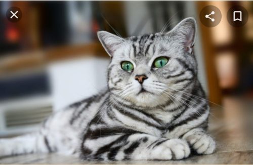 Lief kitten gezocht!