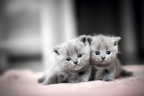 Ben opzoek naar 2 kittens voor ons warm gezin.