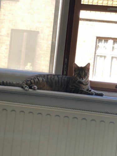 TijgerKitten ( mannetje)