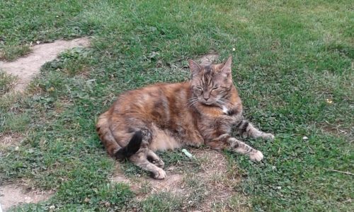Gezocht kitten of kat 1+ mag duo zijn