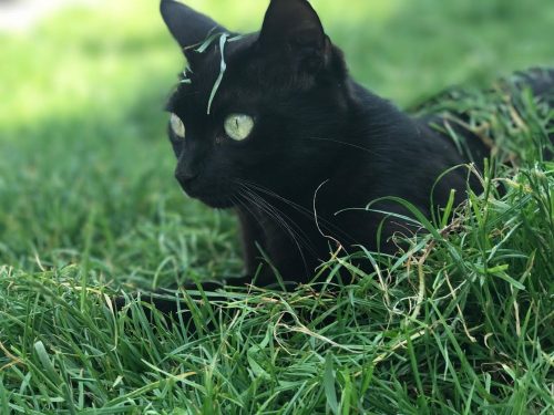 Zwarte kitten
