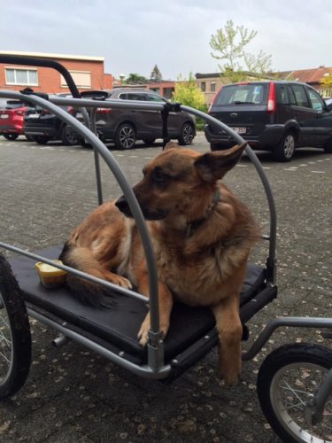 Hondvriendelijke poes