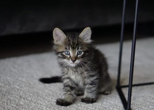 Kitten gezocht