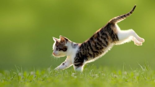 opzoek naar eeen kat